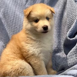 Marshmallow Pup - Peeps image 2