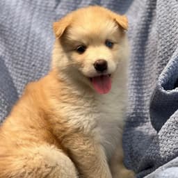 Marshmallow Pup - Peeps image 3