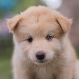 Marshmallow Pup - Peeps image 4
