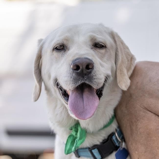Caleb - Labrador Retriever