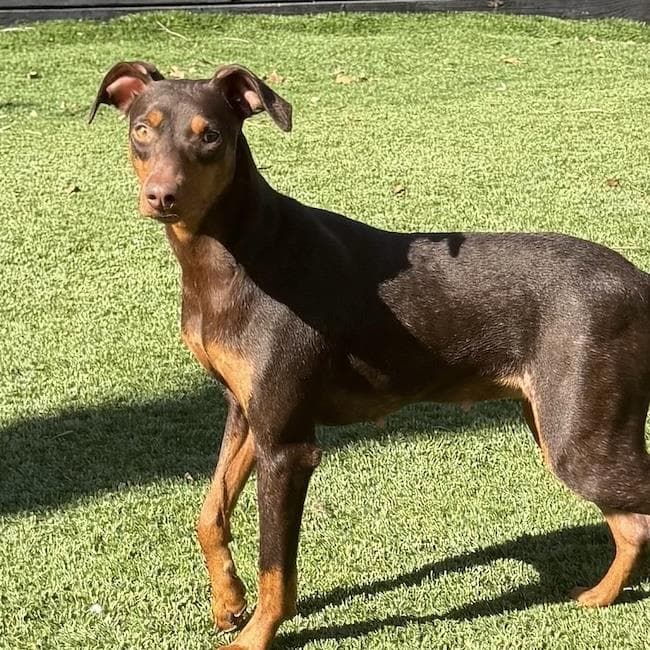 Sydney - Doberman Pinscher