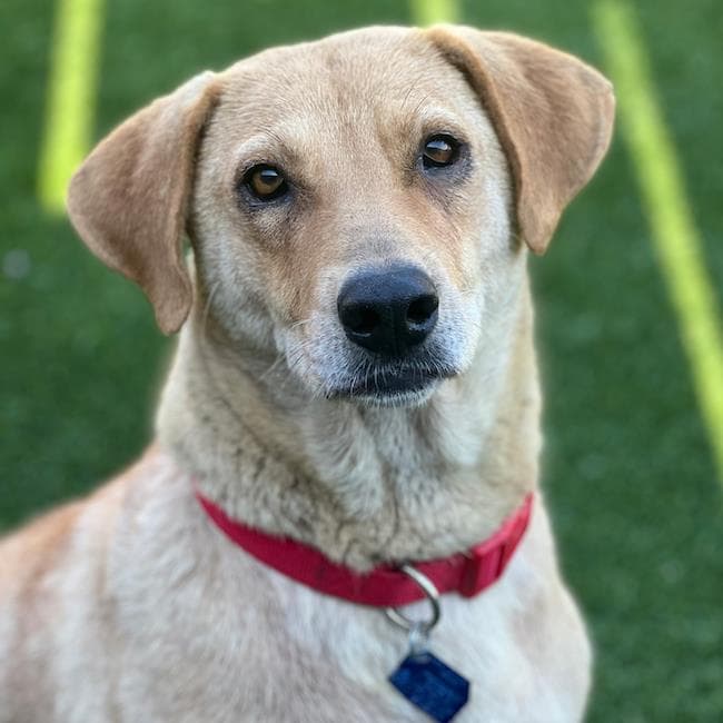 Mandie - Golden Retriever