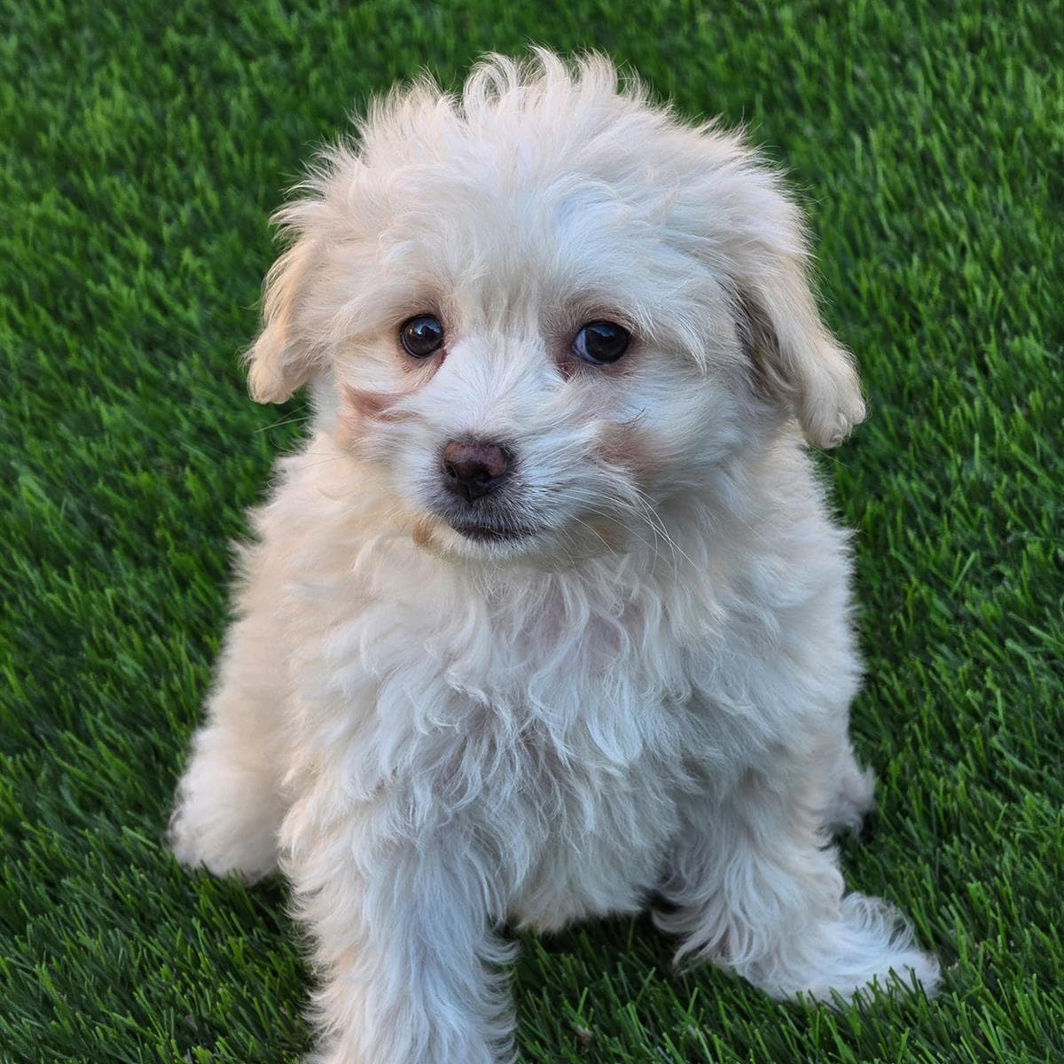 Pizza Pup - Pepperoni - Maltese