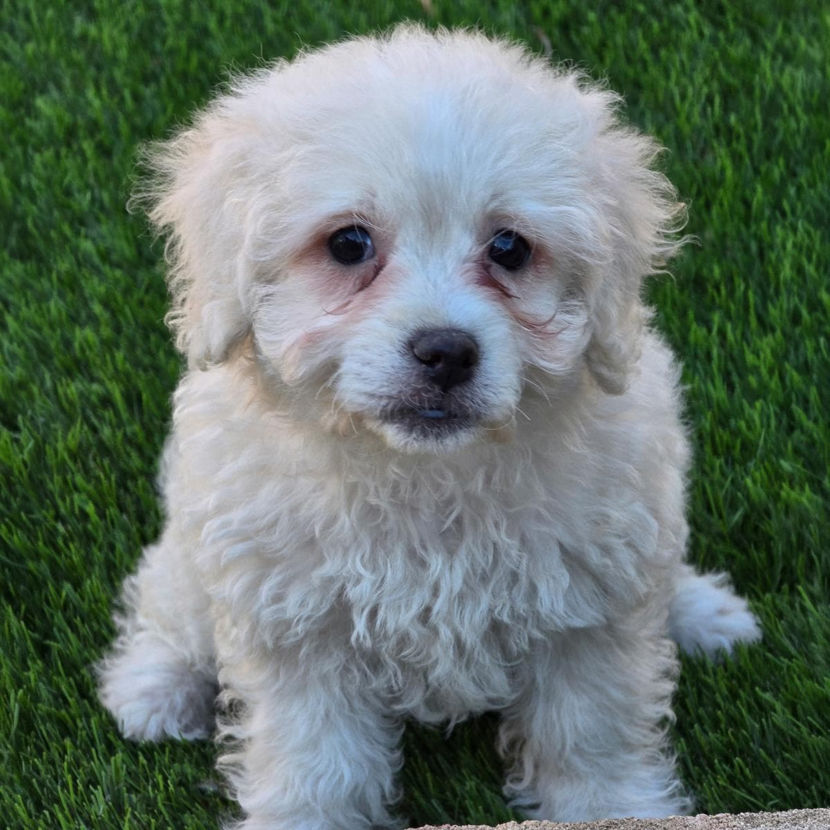 Pizza Pup - Margherita - Maltese