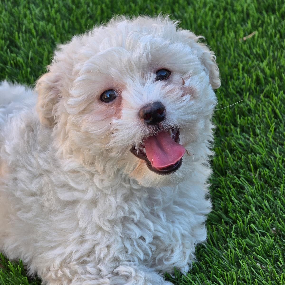 Pizza Pup - Pesto - Maltese
