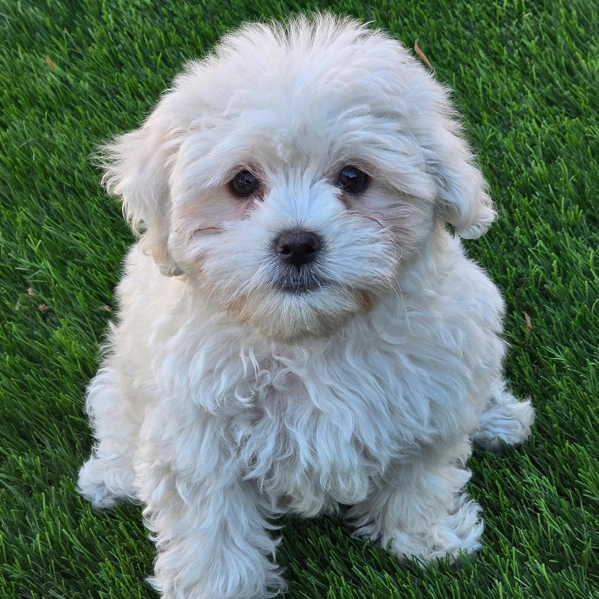 Pizza Pup - Supreme - Maltese