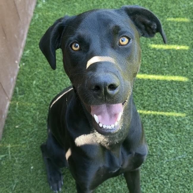 Jabari - Labrador Retriever