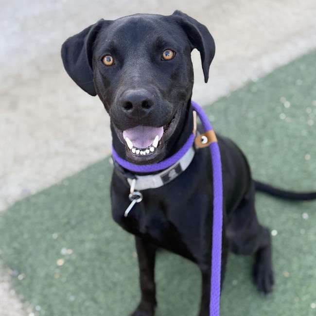 Jabari - Labrador Retriever