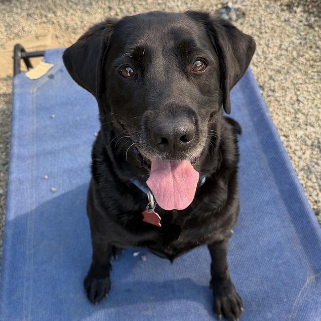 Runa - Labrador Retriever
