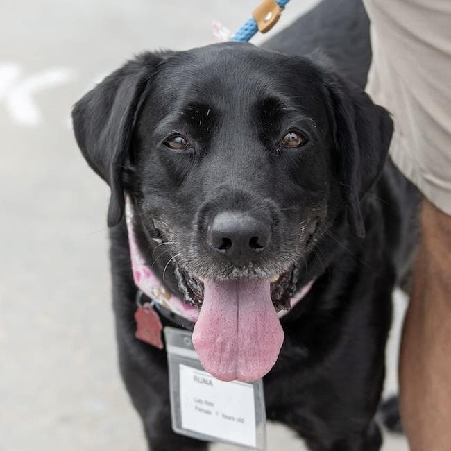 Runa - Labrador Retriever