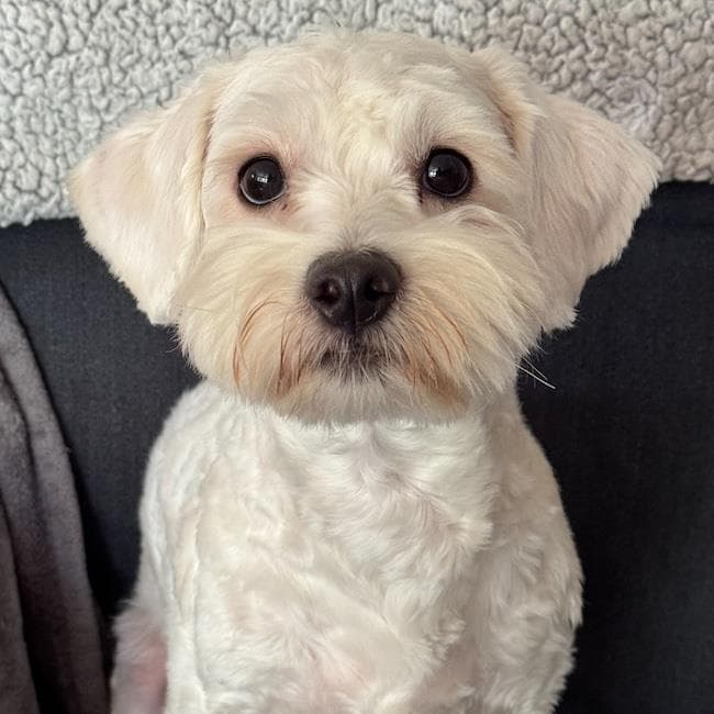 Timmy - Maltese