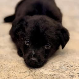 Woofles image 3