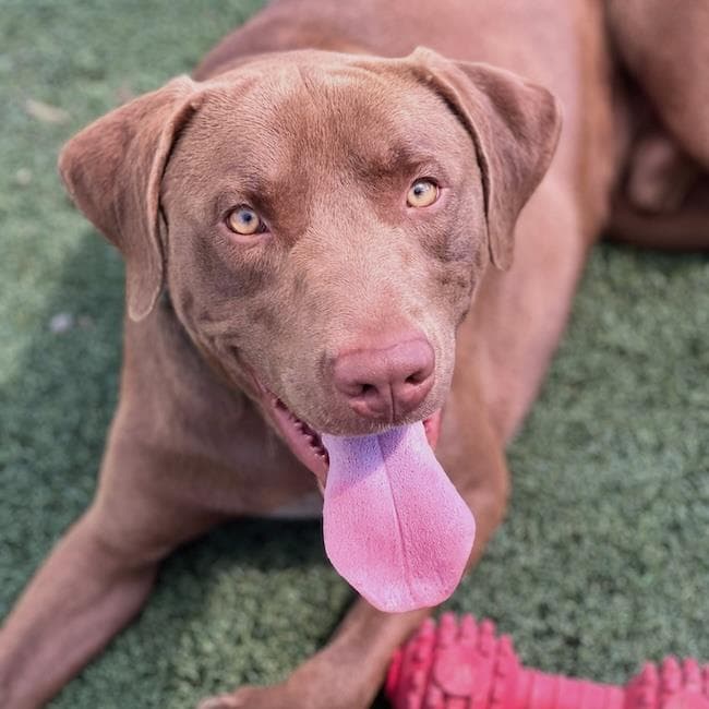 Brick - Labrador Retriever