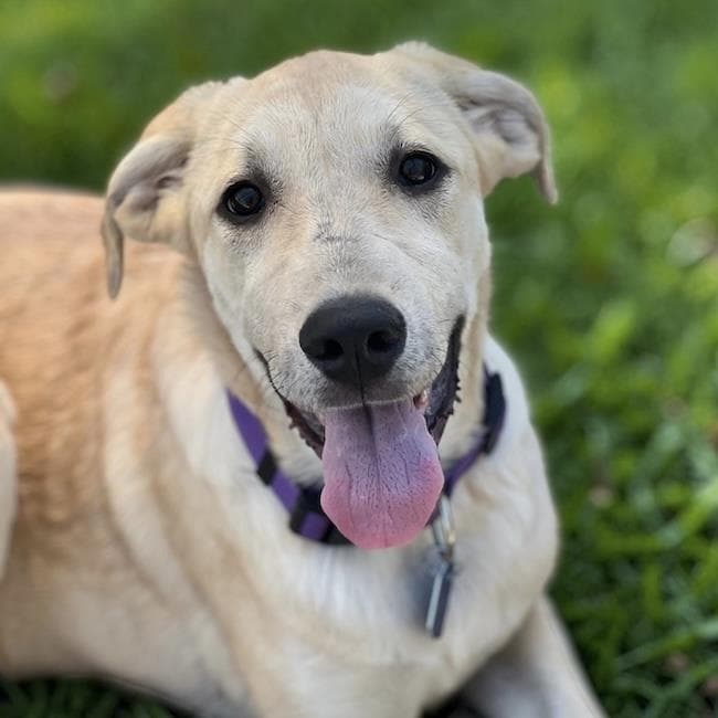 Twyla - Labrador Retriever