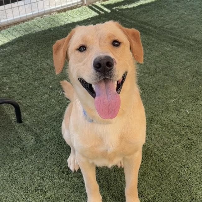 Walter - Labrador Retriever