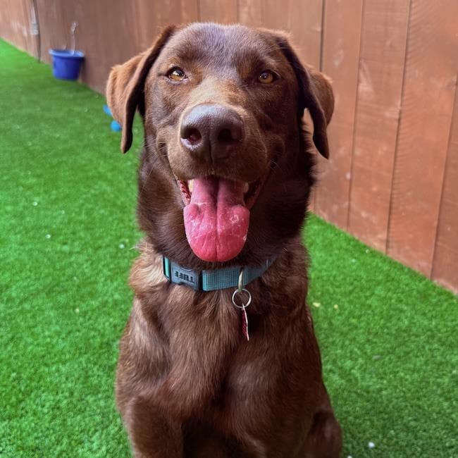 Muddy - Labrador Retriever