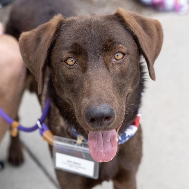 Muddy - Labrador Retriever