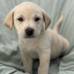 Soccer Pup - Trinity image 1