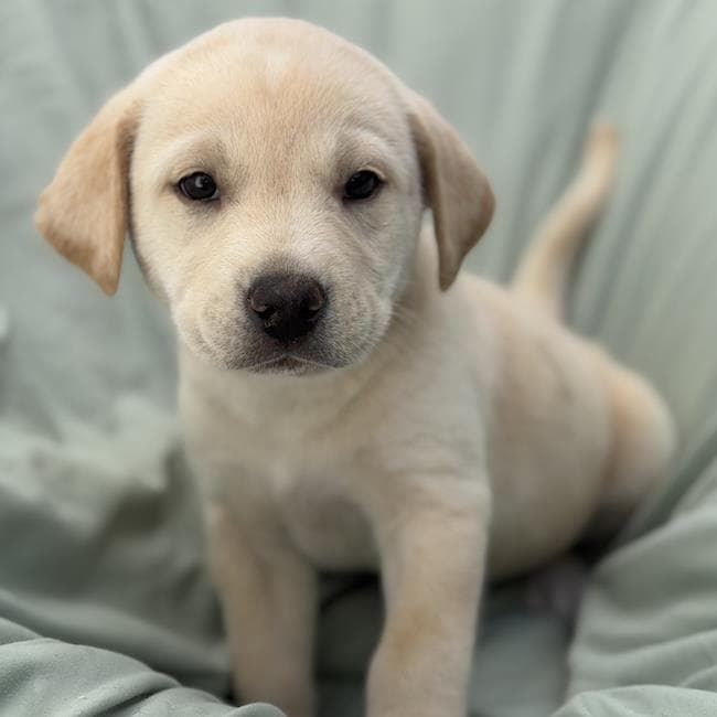 Soccer Pup - Trinity - Labrador Retriever