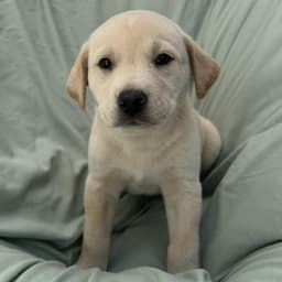 Soccer Pup - Trinity image 2