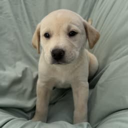 Soccer Pup - Trinity image 3