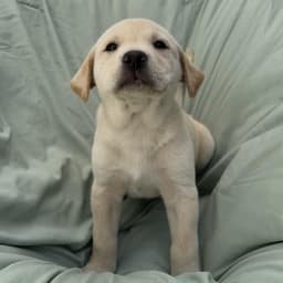 Soccer Pup - Trinity image 4
