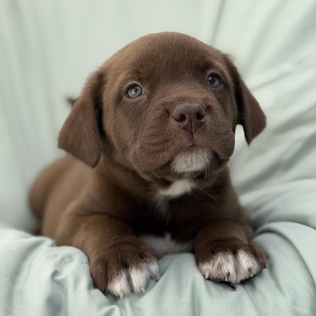 Soccer Pup - Kenza - Labrador Retriever