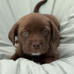 Soccer Pup - Kenza image 2