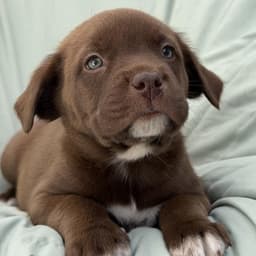 Soccer Pup - Kenza image 3