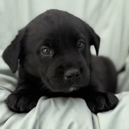 Soccer Pup - Tatum image 1