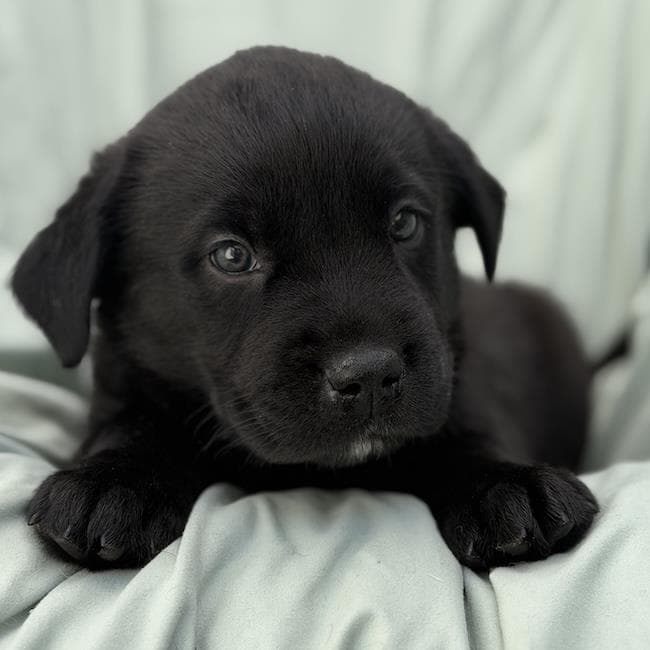 Soccer Pup - Tatum - Labrador Retriever