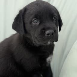 Soccer Pup - Tatum image 2