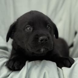 Soccer Pup - Tatum image 3