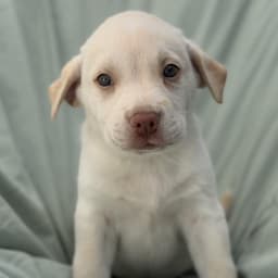 Soccer Pup - Folarin image 1