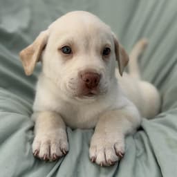 Soccer Pup - Folarin image 2