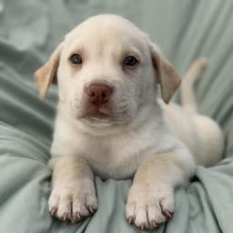 Soccer Pup - Folarin image 3