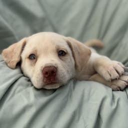 Soccer Pup - Tillman image 2