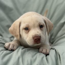 Soccer Pup - Tillman image 3