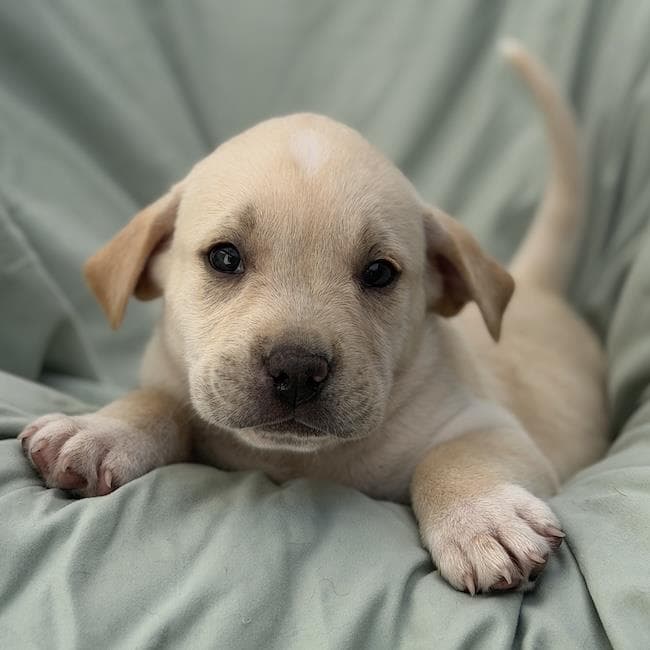Soccer Pup - Pepi - Labrador Retriever