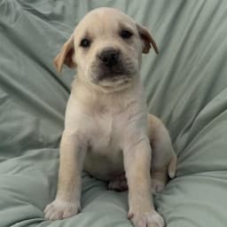 Soccer Pup - Pepi image 2