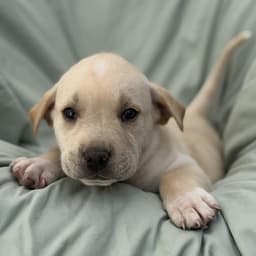 Soccer Pup - Pepi image 3