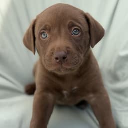 Soccer Pup - Ream image 3
