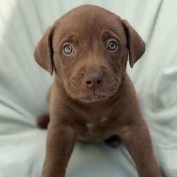 Soccer Pup - Ream image 4