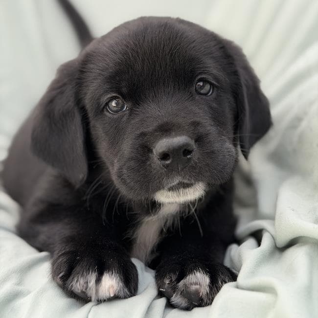 Soccer Pup - Pulisic - Labrador Retriever