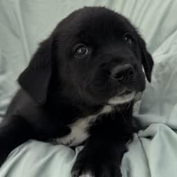 Soccer Pup - Pulisic image 2