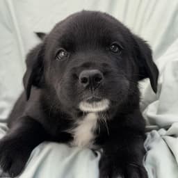 Soccer Pup - Pulisic image 3
