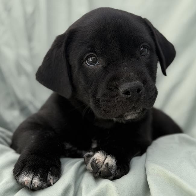 Soccer Pup - Lamine - Labrador Retriever