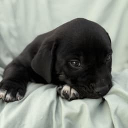 Soccer Pup - Lamine image 2