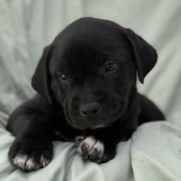 Soccer Pup - Lamine image 3