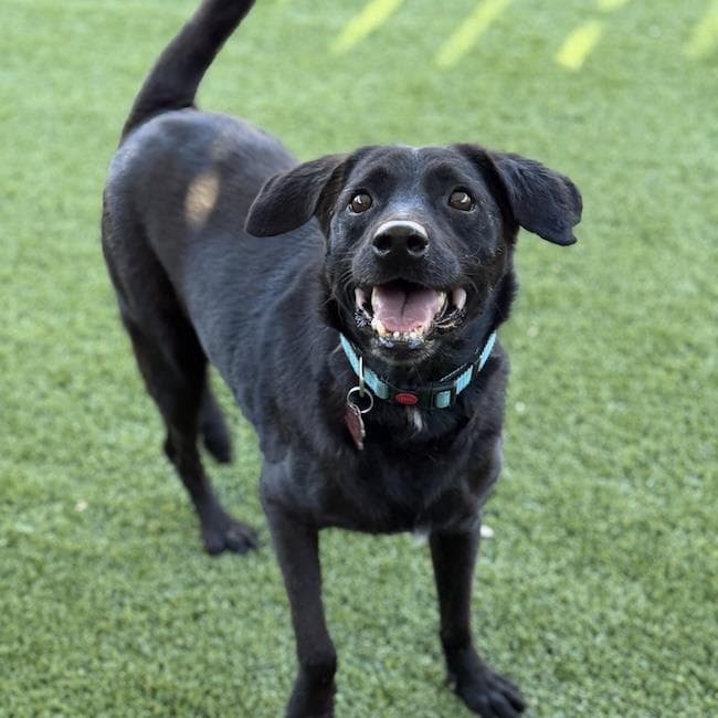 Snoopy - Labrador Retriever